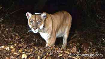 Tribes bury Southern California's famed mountain lion, P-22