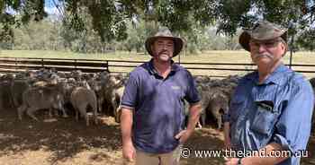 Wet start for top Parkes ewes | Photos