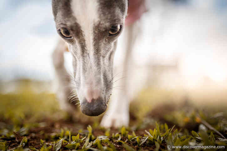 How Cadaver Dogs Sniff Out and Dig Up Decaying History