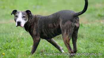 Hundeangriffe in England und Wales um ein Drittel gestiegen