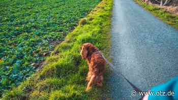 Mann mit Zopf bedroht 23-Jährige und ihren Hund auf Gassirunde in Jena