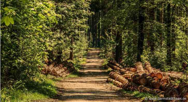BioDivKultur-Impuls:  Warum sollen wir die biologische Vielfalt schützen? – Ein Plädoyer für den Eigenwert der Natur