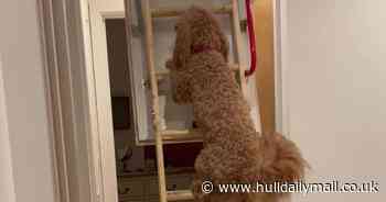 Handy pooch learns to climb ladders so he can join owner at work