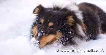 Vet warns against putting boots on your dog as snow hits UK