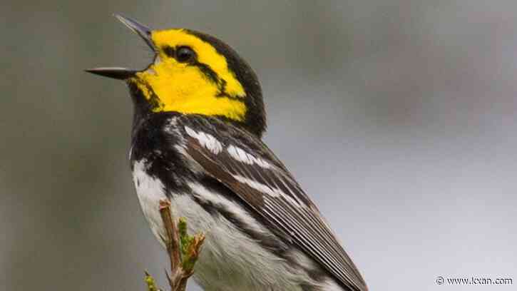 Spring bird migration is here: what to look for and how to help