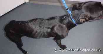 North Shields dog owner in court after thin lurcher found in home with 'overpowering' smell of urine