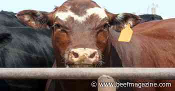 High prices, low volatility