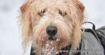 Expert details when it's unsafe to walk your dog in the snow as Arctic blast hits Britain