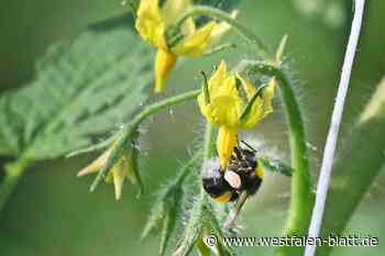Das schmeckt und blüht auch in Werther: Blumensamen aus der Bücherei