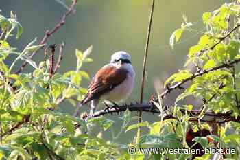 Neues Vogelschutzgebiet wird in den Kreis Paderborn hinein ausgeweitet