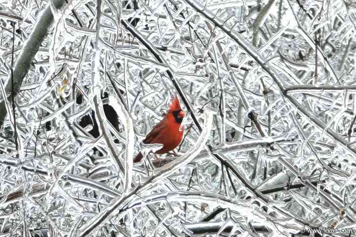 RESULTS: This is the best KXAN viewer photo of February 2023, as voted by you