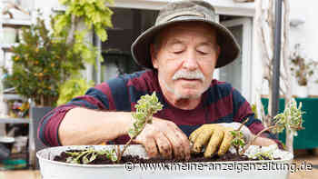 Gartenpflege: Welche Positionen sind auf die Mieter umlagefähig?