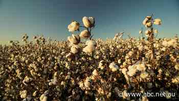 It's another bumper year for cotton despite a wet start. But who is Australia selling to after the China trade ban?