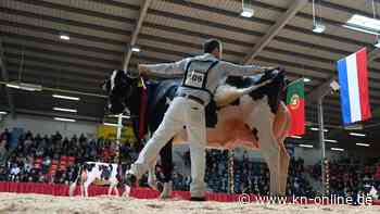 Kuh India zur neuen „Miss Ostfriesland“ gekürt