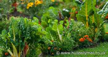 Leafy green vegetables ‘associated with fewer brain proteins linked to Alzheimer’s’ says new study