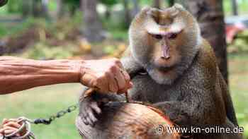 HelloFresh verzichtet wegen Affen-Zwangsarbeit auf thailändische Kokosmilch