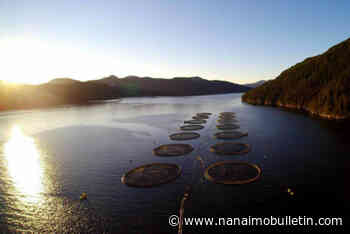 B.C. First Nations reject continued fish farming in the Broughton Archipelago
