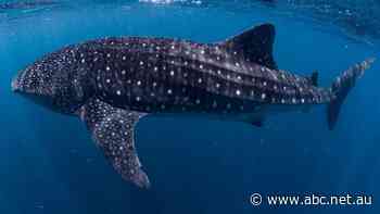 Whale sharks return to Exmouth, bringing hopes of a bumper season