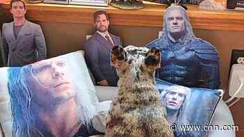 Watch: French bulldog's infatuation with British actor goes viral