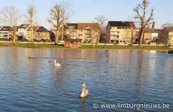 Tongeren: Opnieuw witte zwanen op vijver in stadspark De Motten