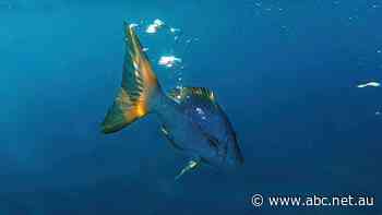 Fishers say 'ludicrous' demersal catch bans are already killing coastal communities