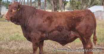 First Morrisvale Limousin sale a good one