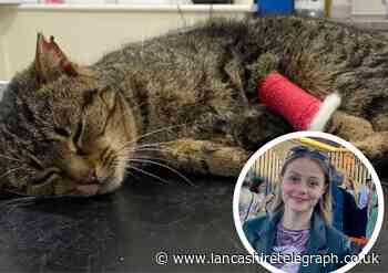 Viral TikTok raises £2.5k to help injured cat found in Blackburn