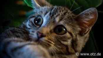 Schlaflos in Jena: Katze sorgt für Unruhe - und Polizeieinsatz