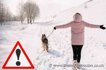 When is it too cold to walk a dog? Expert shares advice