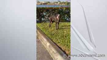 Groups Searching for Those Responsible After Dog Found Abused in Pompano Beach