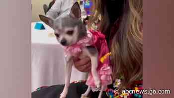 WATCH:  Dog has epic quinceañera