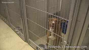 Virginia Beach animal shelter at capacity; how you can help
