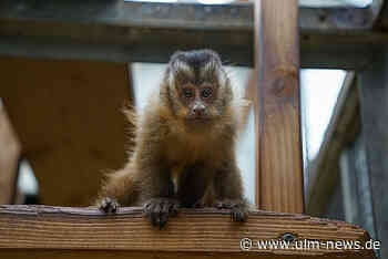 Streik im öffentlichen Dienst: Ulmer Tiergarten bleibt am Freitag geschlossen