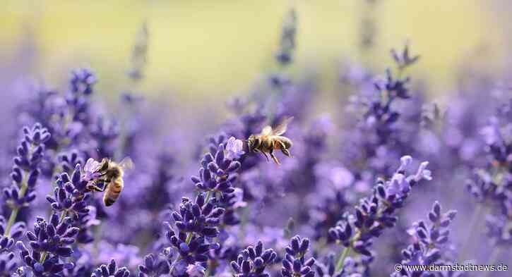 Wissenschaftsstadt Darmstadt erneuert Bepflanzung am Stadtweg / Ecke Albrechtstraße in Arheilgen