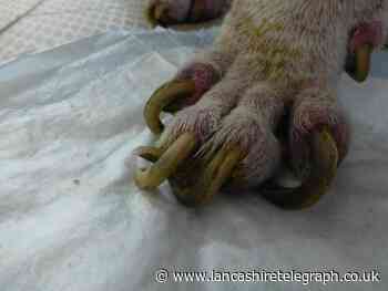 Suspended sentence and pet ban for Blackburn dog owner