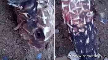 Spiaggiato a Santa Marinella un pesce istrice: è il secondo esemplare trovato nel Mediterraneo
