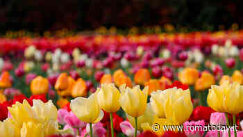 TuliDay, una distesa di 5mila tulipani a Valmontone