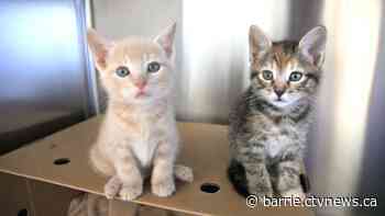 Barrie's Furry Friends and Petsmart announce weekend Purrrassic Park Adoptathon