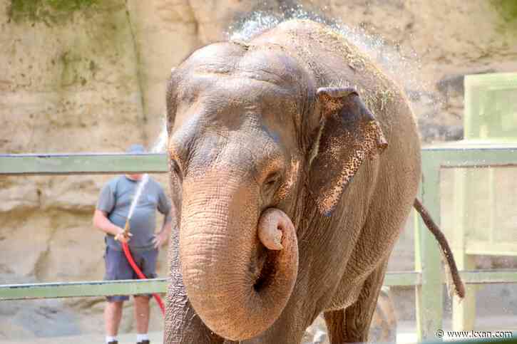 The last of 'The Golden Girls' elephant trio leaves San Antonio zoo