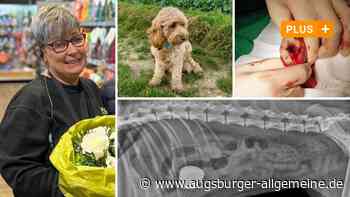 Hündin Emmy verschluckt Stein: Ein Zufall rettet dem Labradoodle das Leben