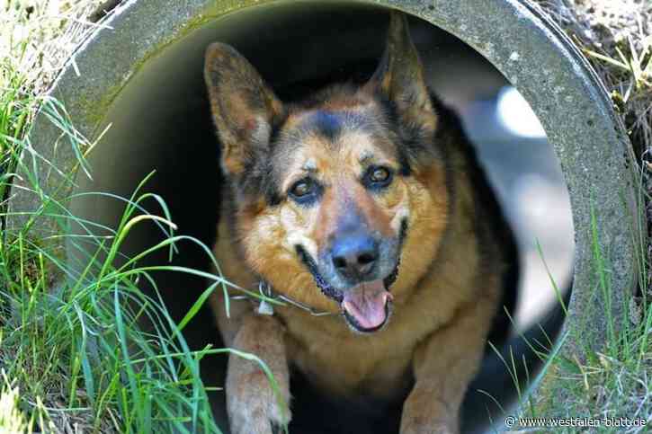 Wau! In Werther hat eine Gruppe seit mehr als 60 Jahren ein Herz für Schäferhunde