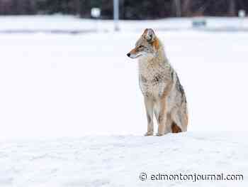 Edmonton weather: Temperature improves but the wind will still hurt your face