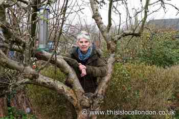 Gardening: Crocuses and snowdrops are out at Highgate allotments