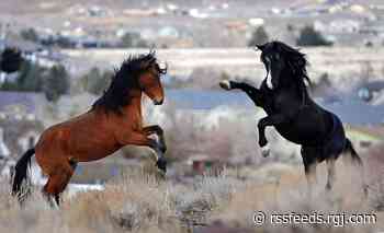 Senate panel hears pitch to designate wild mustangs Nevada's state equine