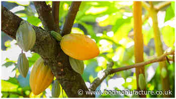 The company making use of the most wasted fruit in the world...