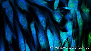 Fluoreszenzmikroskop zum Eigenbau