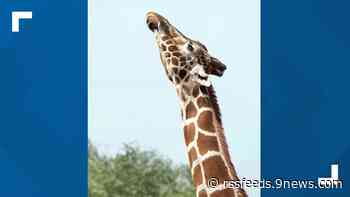 Giraffe at Denver Zoo euthanized