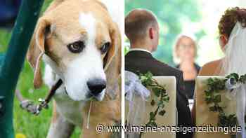 Junge Frau darf Hund nicht auf Hochzeit mitnehmen – und trifft bittere Entscheidung