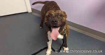 Gateshead man repeatedly hit Staffordshire bull terrier on head and back with metal lead