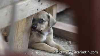 Quelque 400 chiens saisis dans des élevages suspectés de maltraitance animale dans les Hauts-de-France
